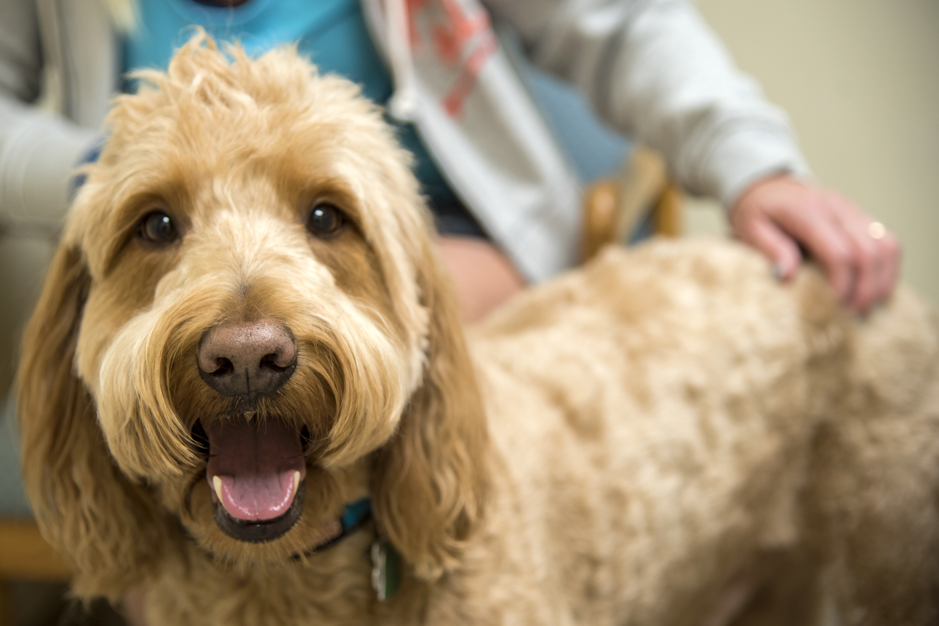 Why It's Important to Vaccinate Your Pet - 