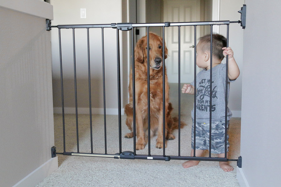 doggy door for glass door 