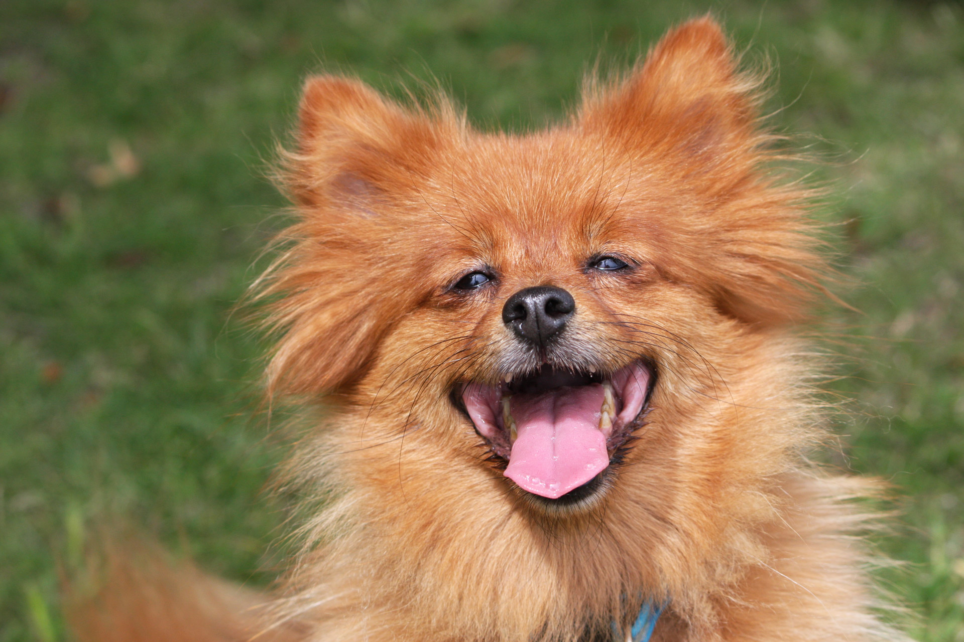 7 Fun Facts About Dogs - 