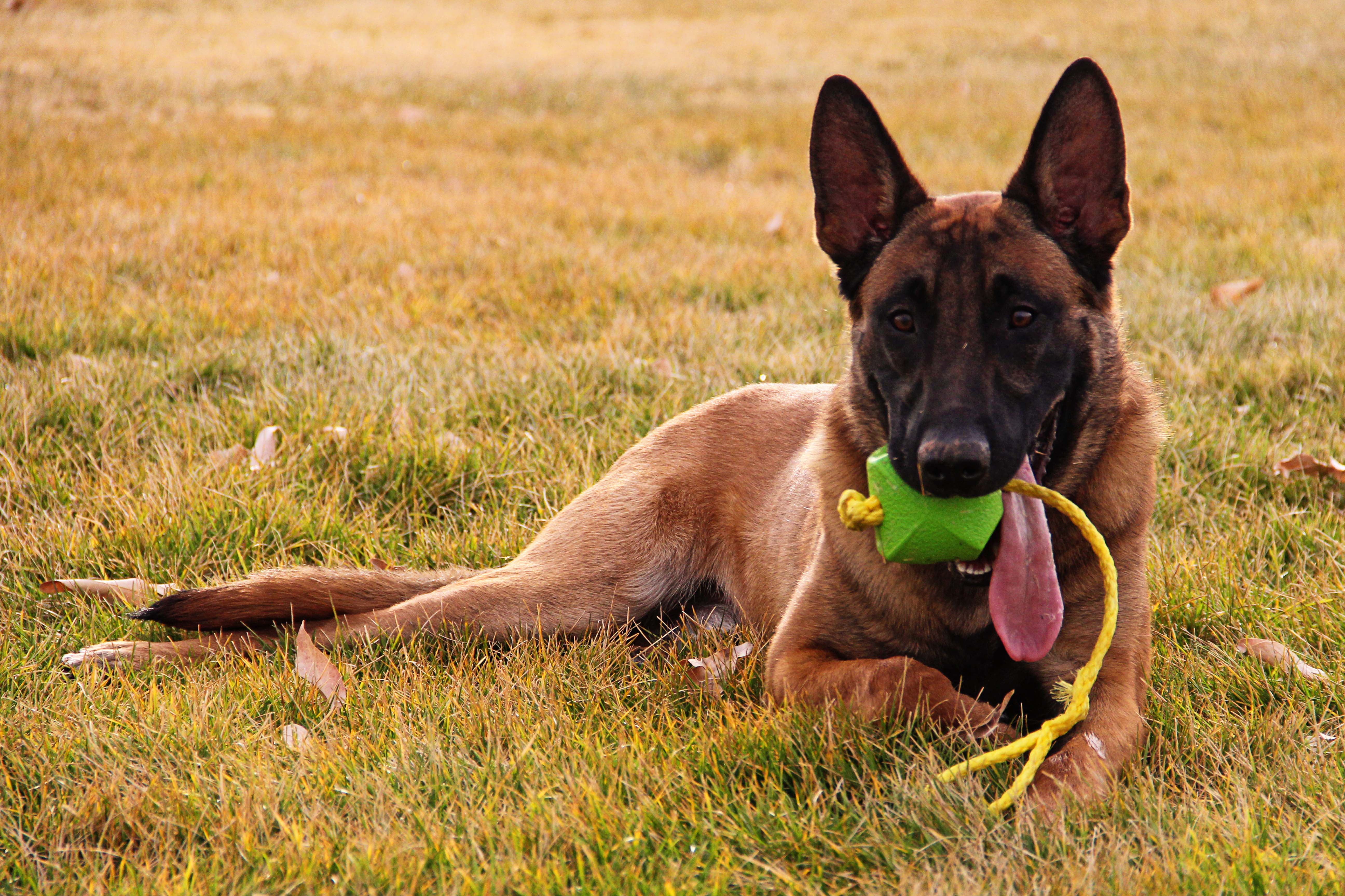 Why You Should License Your Dog 