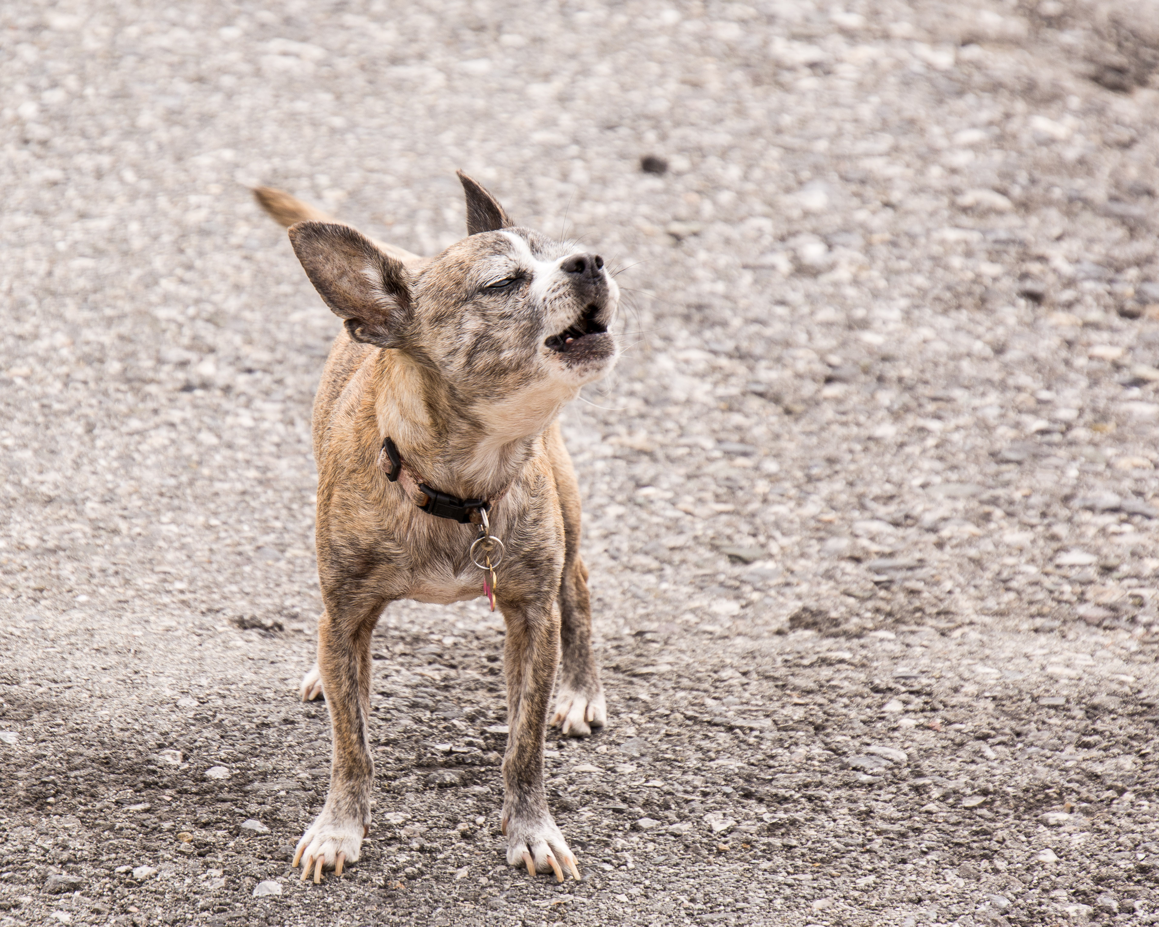 How to Tell If Your Pet Has Allergies 