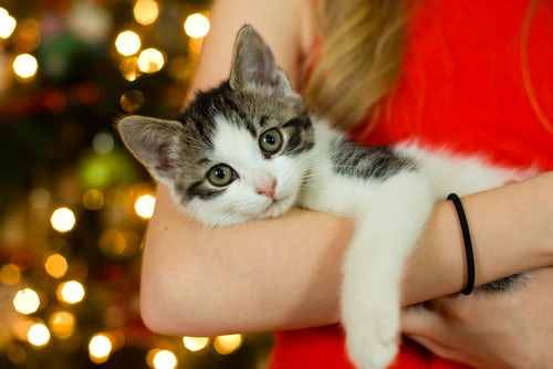 How to Help Your Pet Lose Their Winter Weight - 