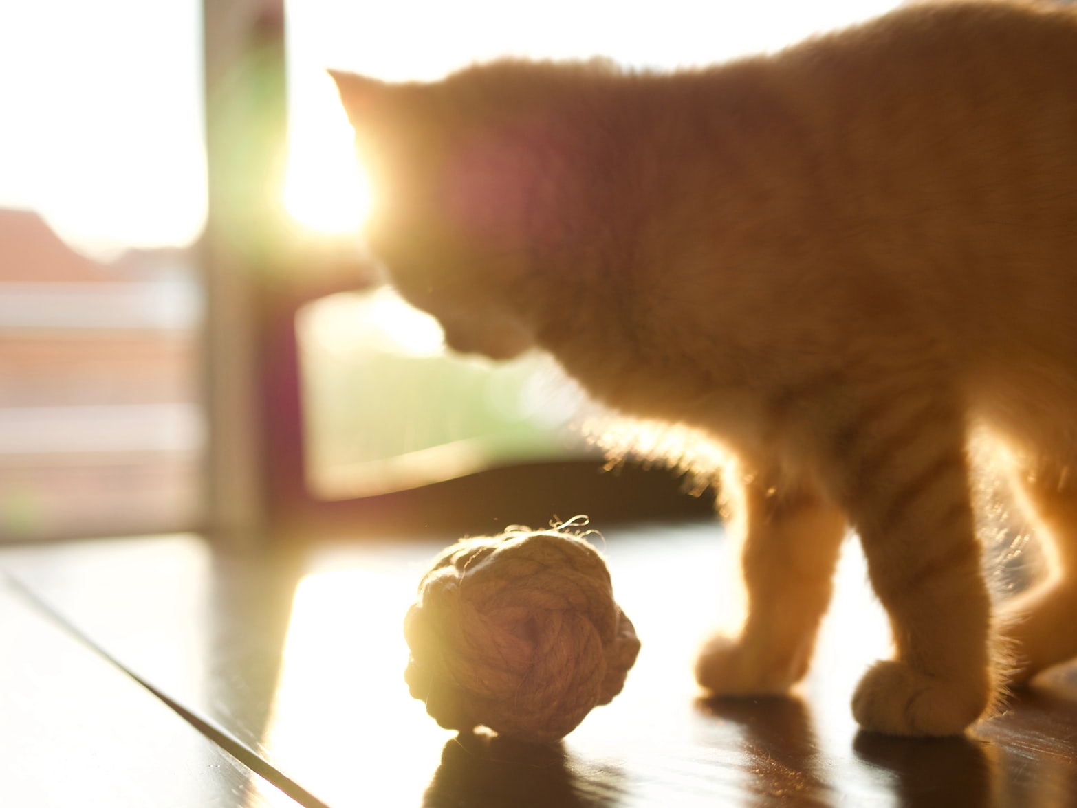 Reasons to adopt a senior pet 