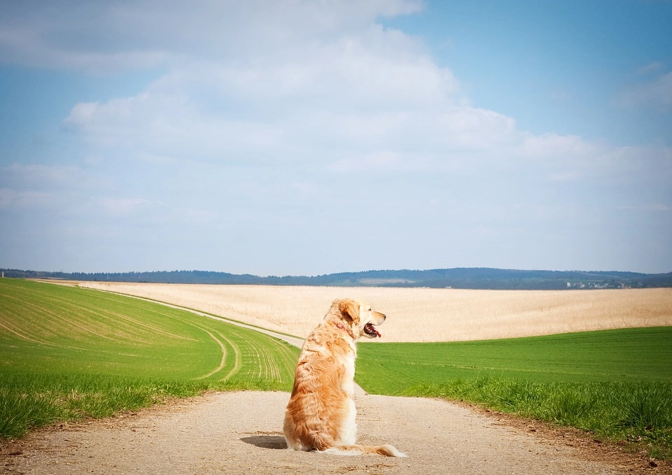 How to Tell if Your Pet is Overheated 