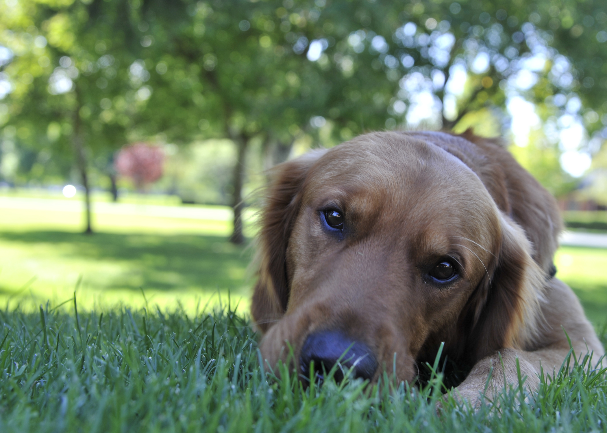 How to Keep Your Pet Safe During COVID-19 
