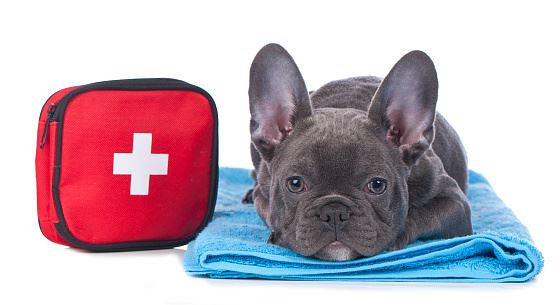 Creating a First Aid Kit for Your Pet 