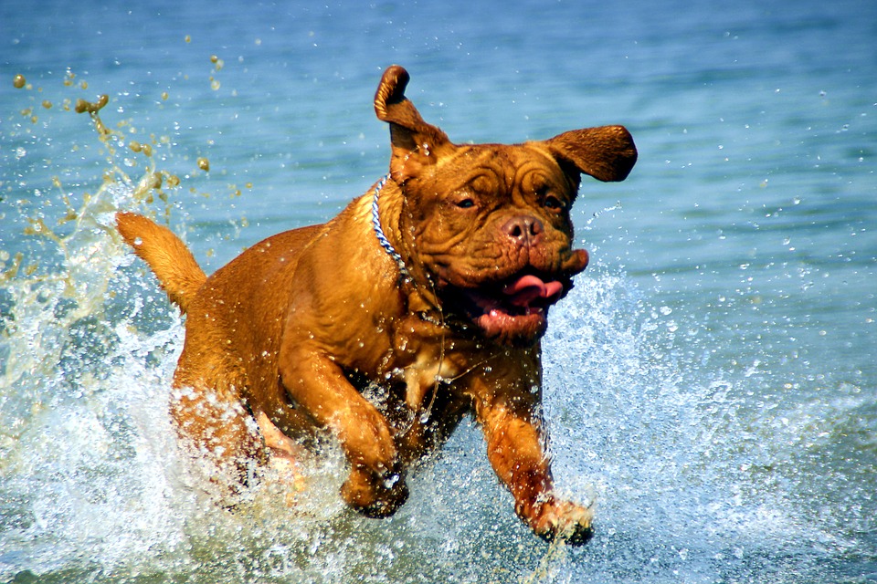 How to Help Your Pet Lose Their Winter Weight 