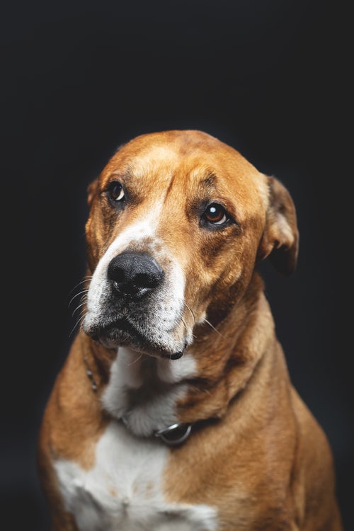 Diabetes in Pets - 