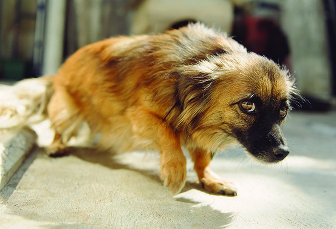 Fear Aggression in Dogs 