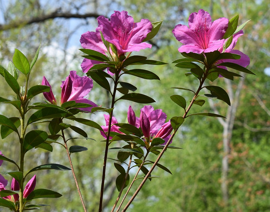 Plants to Keep Away from Your Pets - 