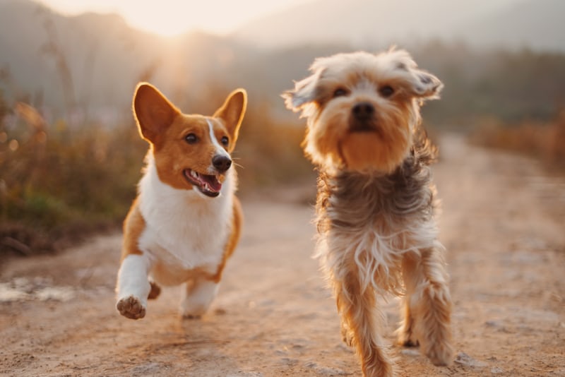 Celebrating National Dog Day 