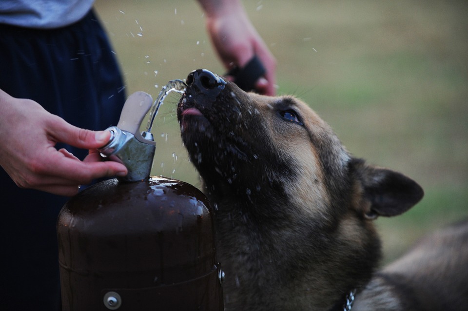 Tips to Keep Your Pet Hydrated This Summer - Glass Pet Doors